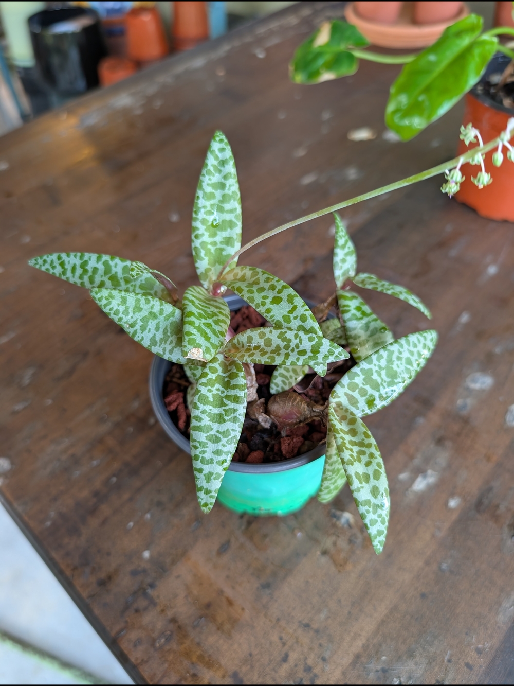 Ledebouria socialis 'Silver Squill' 4 inch Live Plant
